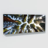 Redwood Tree Redwood Skyward 74