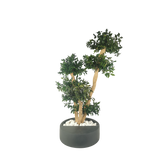 Bonsaï naturel stabilisé pittosporum