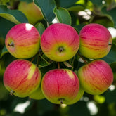 5ft Discovery Semi-Dwarf Apple Tree | Bare Root M26 Rootstock | 2 Years Old