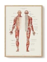 Human Anatomy - Nervous system