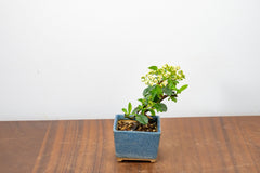 Pyracantha Bonsai Tree