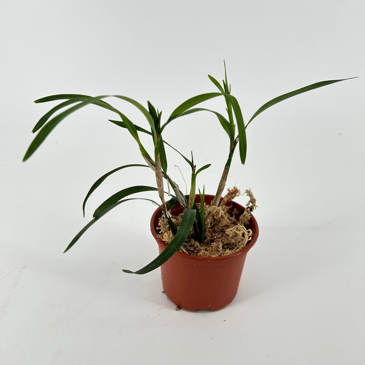 Scaphyglottis violacea