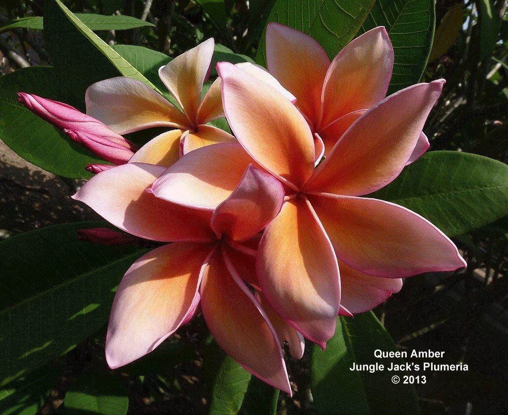 Queen Amber - MaxBestPlants.com