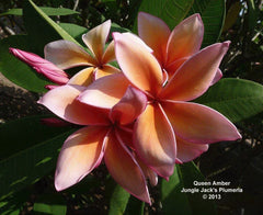 Queen Amber - MaxBestPlants.com