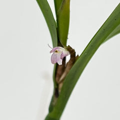 Scaphyglottis violacea