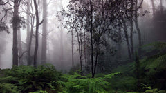 Sinharaja Rain Forest Adventure Tour