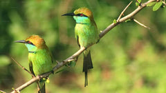 Sinharaja Rain Forest Adventure Tour