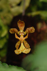 Psychopsiella limminghei