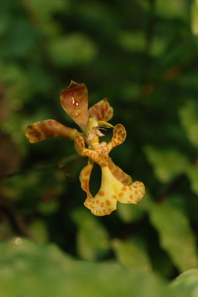 Psychopsiella limminghei