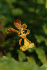 Psychopsiella limminghei