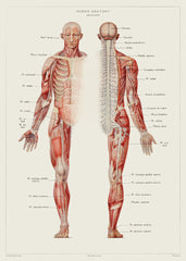 Human Anatomy - Nervous system