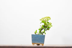Pyracantha Bonsai Tree