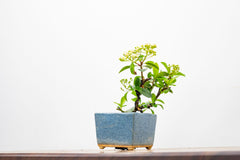Pyracantha Bonsai Tree